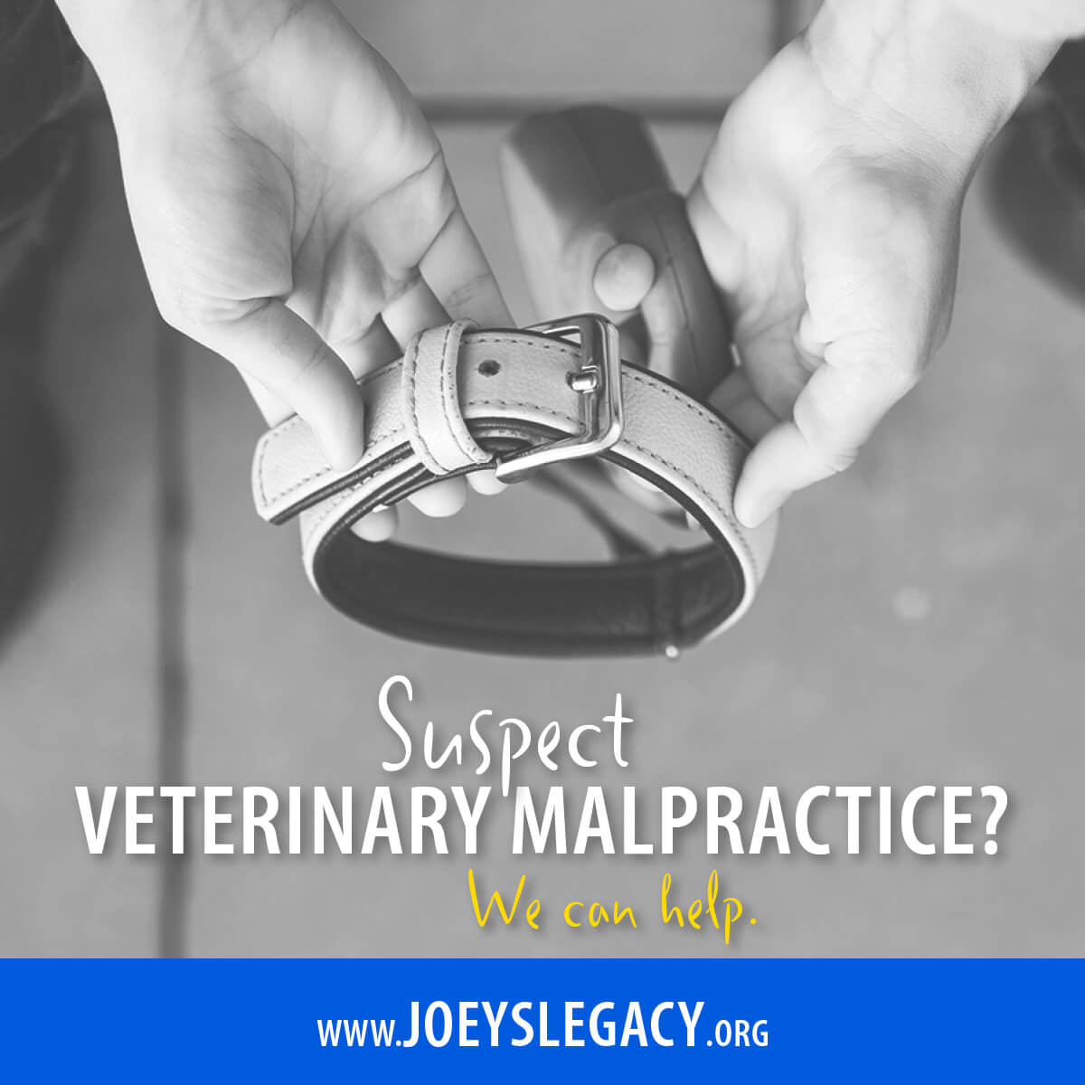 Suspect Veterinary Malpractice? Hands holding an empty collar image for social media post.